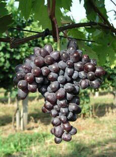 Réva vinná stolní bezsemenná 'Elma' - Vitis vinifera 'Elma'