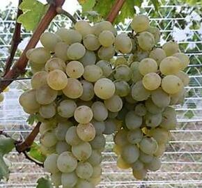 Réva vinná 'NO-10' - Vitis vinifera 'NO-10'
