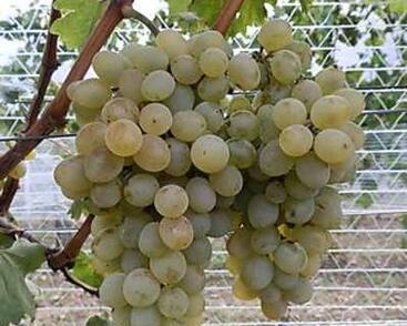 Réva vinná stolní 'NO-10'