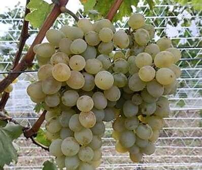 Réva vinná stolní 'NO-10' - Vitis vinifera 'NO-10'