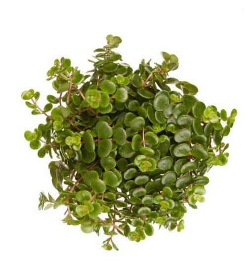 Rozchodník - Sedum makinoi