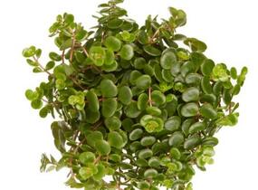 Rozchodník - Sedum makinoi