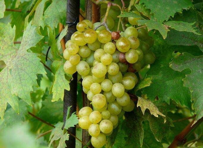 Réva vinná 'Opál' - Vitis vinifera 'Opál'