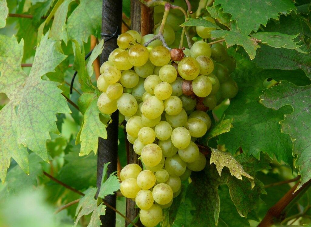 Réva vinná stolní 'Opál' - Vitis vinifera 'Opál'