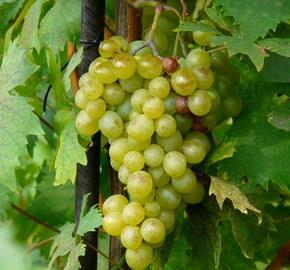 Réva vinná 'Opál' - Vitis vinifera 'Opál'