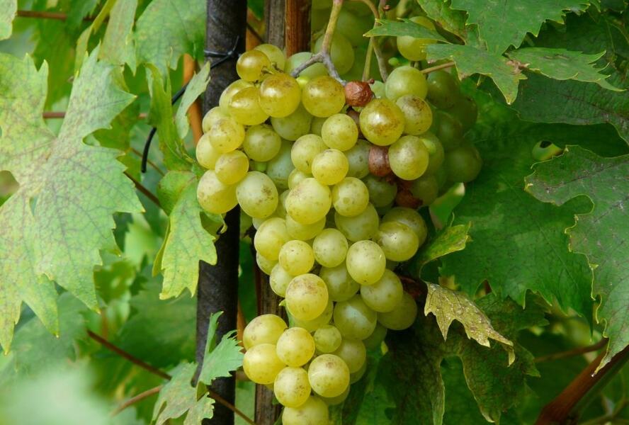 Réva vinná stolní 'Opál' - Vitis vinifera 'Opál'