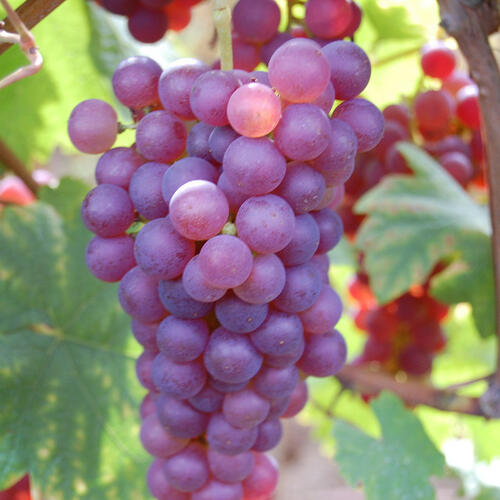 Réva vinná 'Chrupka červená' - Vitis vinifera 'Chrupka červená'