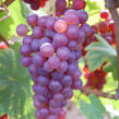 Réva vinná 'Chrupka červená' - Vitis vinifera 'Chrupka červená'