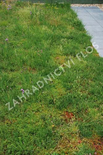 Koberec z rozchodníků a směsi koření - Sedum a bylinky - předpěstované rohože