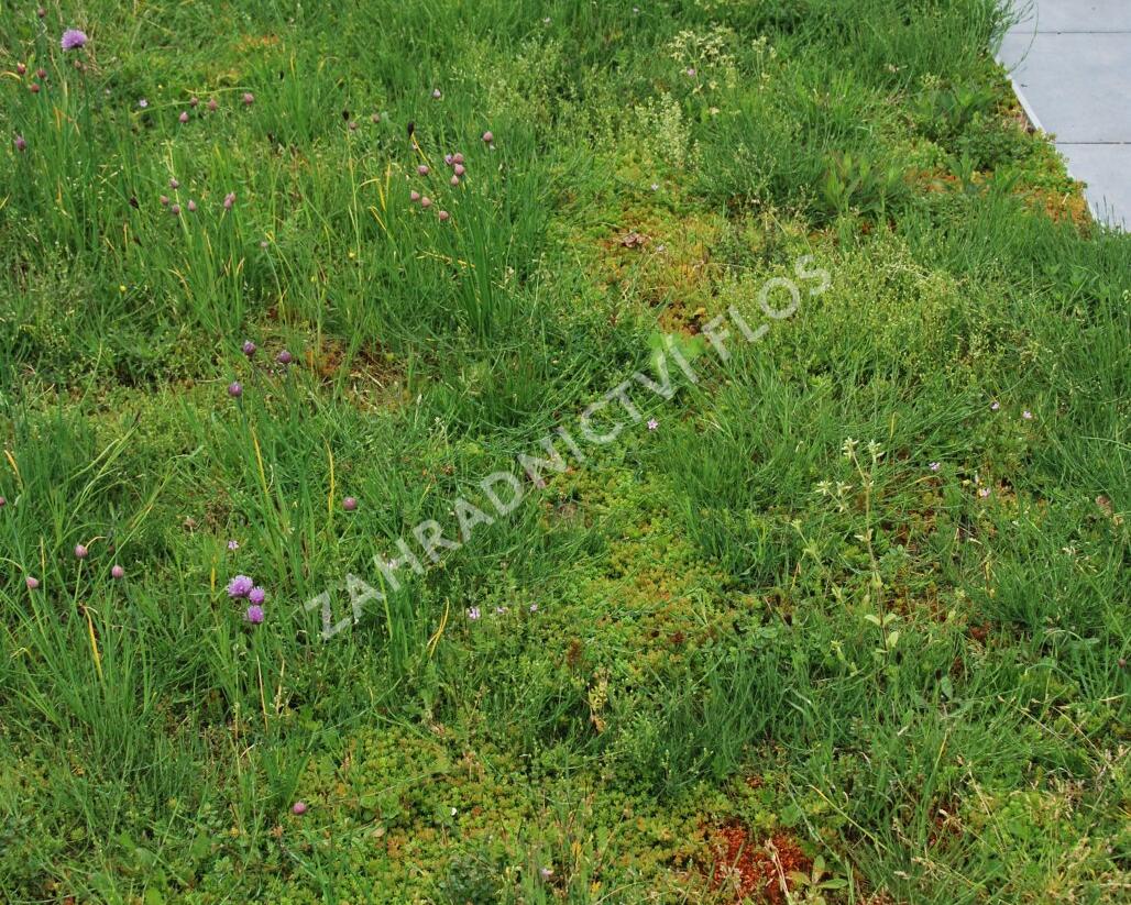 Koberec z rozchodníků a směsi koření - Sedum a bylinky - předpěstované rohože