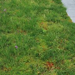 Koberec z rozchodníků a směsi koření - Sedum a bylinky - předpěstované rohože