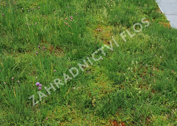 Koberec z rozchodníků a směsi koření - Sedum a bylinky - předpěstované rohože