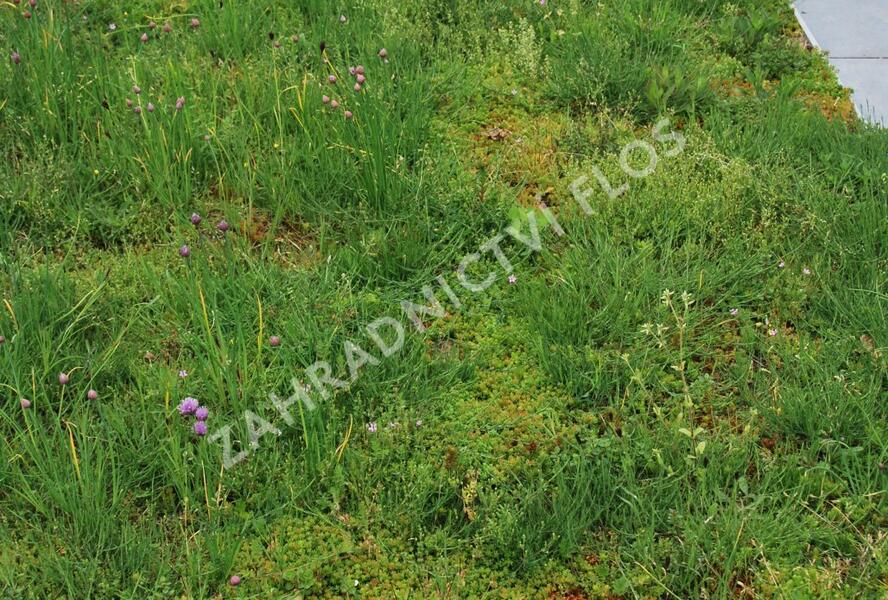Koberec z rozchodníků a směsi koření - Sedum a bylinky - předpěstované rohože