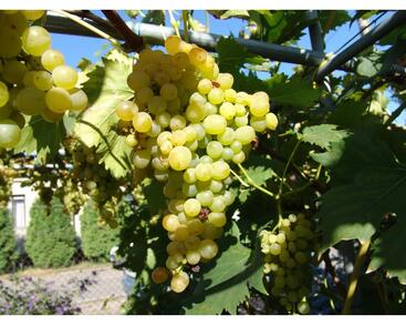 Réva vinná stolní bezsemenná 'Besy'