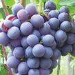 Réva vinná 'Ajvaz' - Vitis vinifera 'Ajvaz'