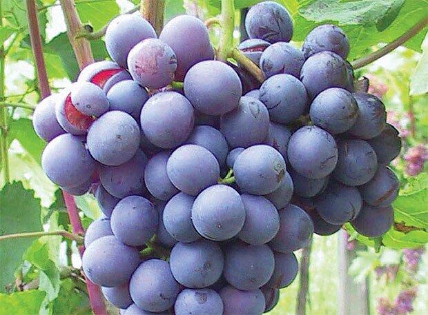 Réva vinná stolní 'Ajvaz' - Vitis vinifera 'Ajvaz'