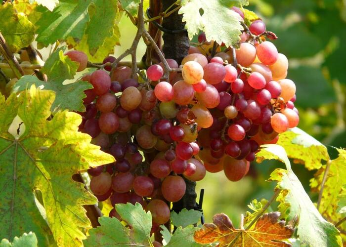 Réva vinná 'Ametyst' - Vitis vinifera 'Ametyst'