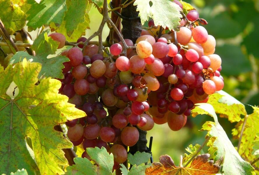 Réva vinná stolní 'Ametyst' - Vitis vinifera 'Ametyst'