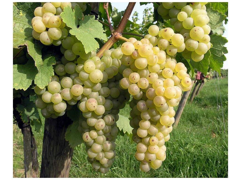 Réva vinná stolní i moštová 'Chrupka bílá' - Vitis vinifera 'Chrupka bílá'