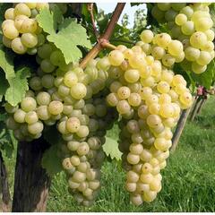 Réva vinná 'Chrupka bílá' - Vitis vinifera 'Chrupka bílá'