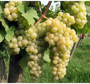 Réva vinná 'Chrupka bílá' - Vitis vinifera 'Chrupka bílá'