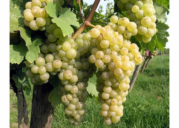 Réva vinná 'Chrupka bílá' - Vitis vinifera 'Chrupka bílá'