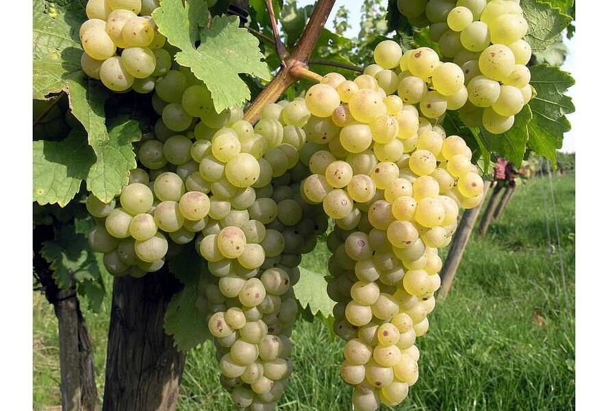 Réva vinná stolní i moštová 'Chrupka bílá' - Vitis vinifera 'Chrupka bílá'