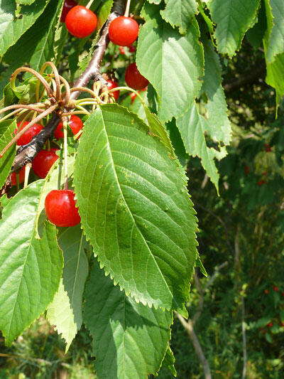 Třešeň ptačí - Prunus avium