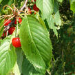 Třešeň ptačí - Prunus avium