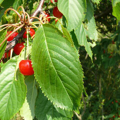 Třešeň ptačí - Prunus avium