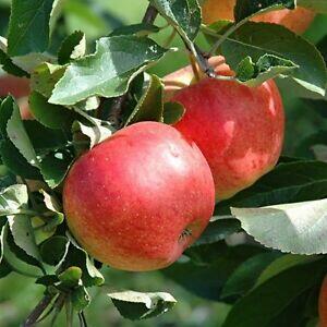 Jabloň domácí - Malus domestica