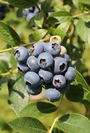 Borůvka chocholičnatá, kanadská borůvka 'Northcountry'