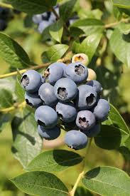 Borůvka chocholičnatá, kanadská borůvka 'Northcountry'