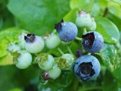 Borůvka chocholičnatá, kanadská borůvka 'Polaris' - Vaccinium corymbosum 'Polaris'