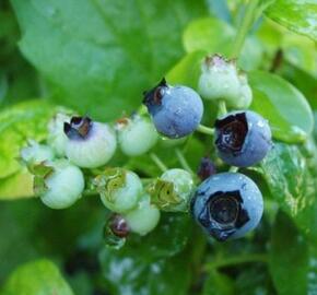 Borůvka chocholičnatá, kanadská borůvka 'Polaris' - Vaccinium corymbosum 'Polaris'