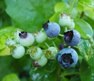 Borůvka chocholičnatá, kanadská borůvka 'Polaris' - Vaccinium corymbosum 'Polaris'