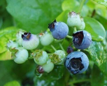 Borůvka chocholičnatá, kanadská borůvka 'Polaris'