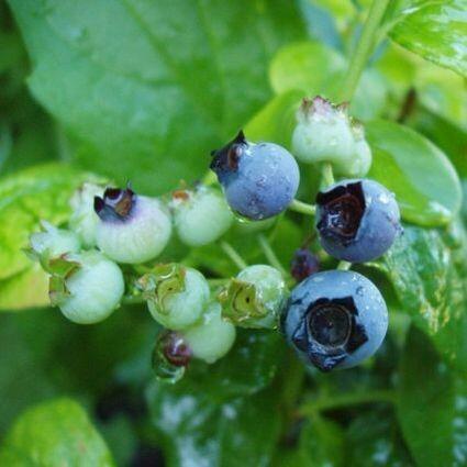 Borůvka chocholičnatá, kanadská borůvka 'Polaris' - Vaccinium corymbosum 'Polaris'