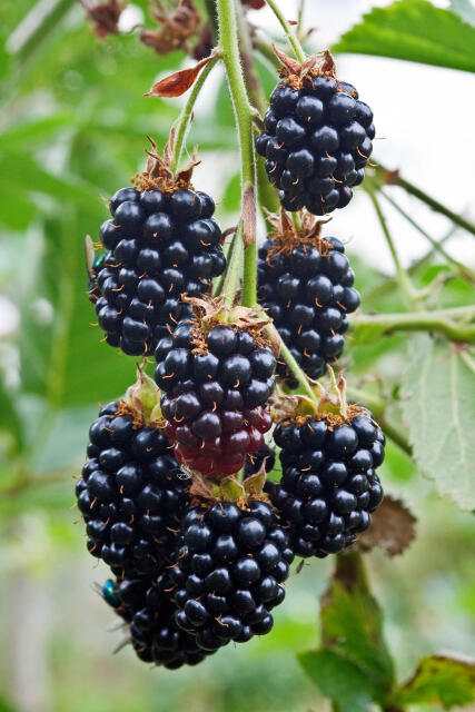 Ostružiník křovitý 'Black Satin' - Rubus fruticosus 'Black Satin'
