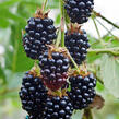 Ostružiník křovitý 'Black Satin' - Rubus fruticosus 'Black Satin'