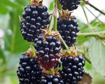 Ostružiník křovitý 'Black Satin'