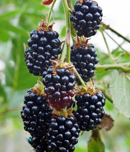 Ostružiník křovitý 'Black Satin' - Rubus fruticosus 'Black Satin'