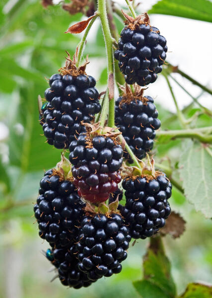 Ostružiník křovitý 'Black Satin' - Rubus fruticosus 'Black Satin'