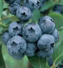 Borůvka chocholičnatá, kanadská borůvka 'Chandler'