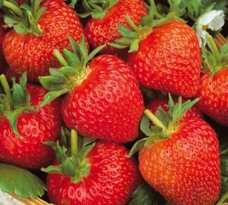 Jahodník jednouplodící 'Malling Centenary'