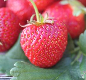 Jahodník jednouplodící 'Polka' - Fragaria ananassa 'Polka'