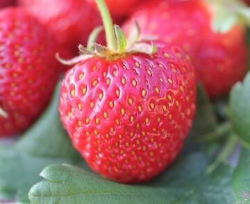 Jahodník jednouplodící 'Polka'