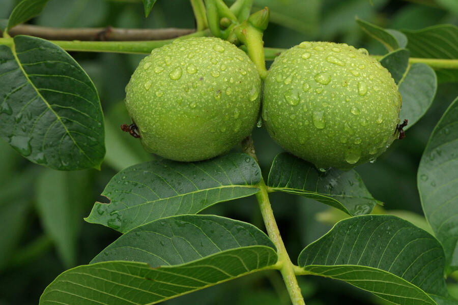 Ořešák vlašský (královský) 'Apollo' - Juglans regia 'Apollo'