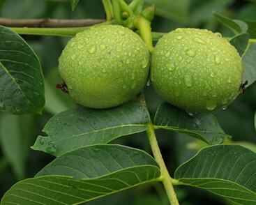 Ořešák vlašský (královský) 'Apollo'