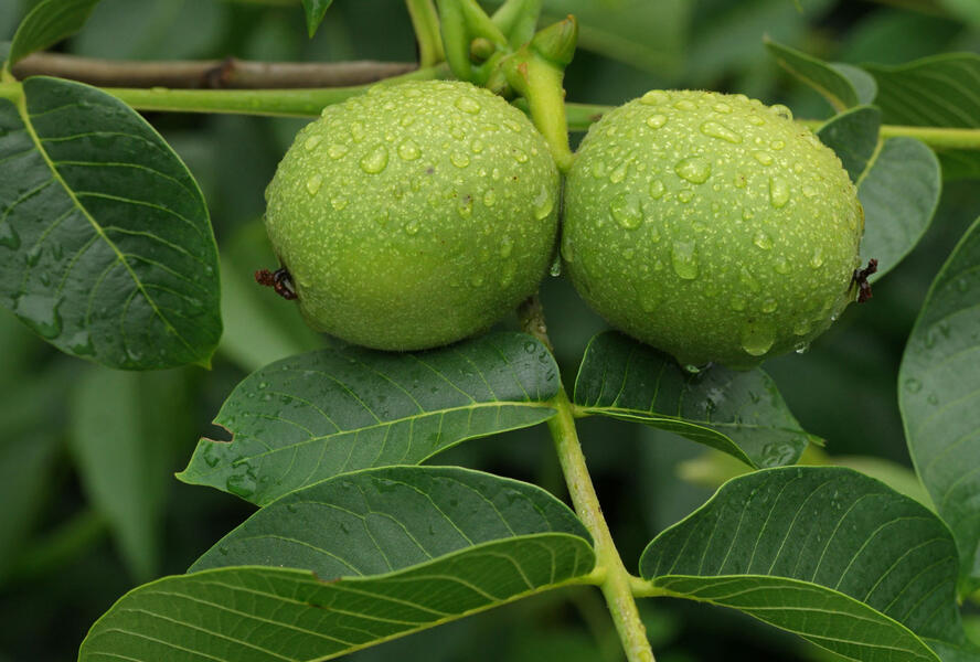 Ořešák vlašský (královský) 'Apollo' - Juglans regia 'Apollo'